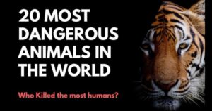 What Is the Most Dangerous Animal in the World?