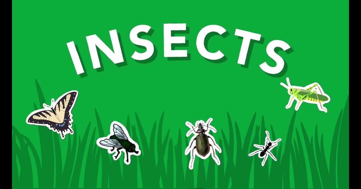 Are Insects Animals?