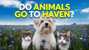 Do Animals Go to Heaven?