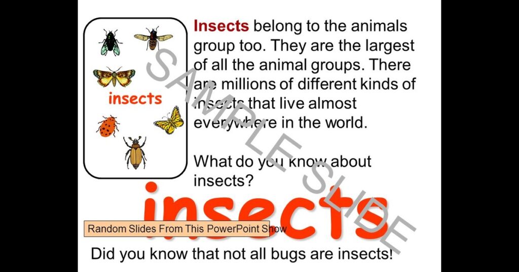 Are Insects Animals?